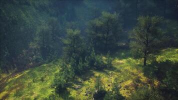 Misty foggy mountain landscape with fir forest video