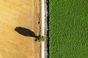 top view drone aerial view of a dirt track between agricultural potato and wheat fields in summertime. Agriculture concept photo