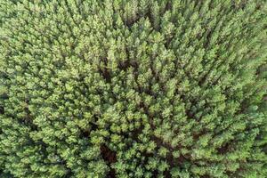 Aerial overhead view with drone of summer green pine trees forest in rural Spain. photo