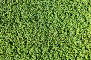 drone aerial view of potato fields in summer, agriculture concept photo