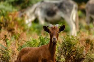portrait of a cute brown goat in the field with a white donkey out of focus in the background photo