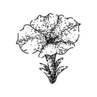 flowers petunia sketch hand drawn vector
