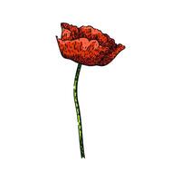 opium poppy sketch hand drawn vector