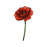 petals poppy sketch hand drawn vector