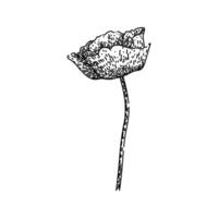 opium poppy sketch hand drawn vector