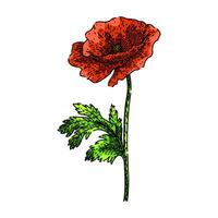 red poppy sketch hand drawn vector