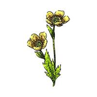 meadow buttercup sketch hand drawn vector