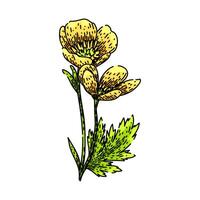 wildflower buttercup sketch hand drawn vector
