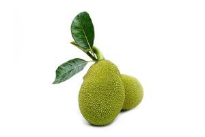 isolated jackfruit fruit on white background. it is a perennial plant. The trunk and branches when wounded have thick white latex. The fruit is a large sum, unripe fruit, green rind, blunt thorns. photo