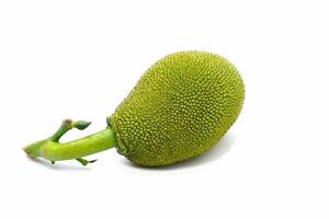 isolated jackfruit fruit on white background. it is a perennial plant. The trunk and branches when wounded have thick white latex. The fruit is a large sum, unripe fruit, green rind, blunt thorns. photo