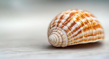 Beautiful conch shell resting on a clean surface with intricate patterns displayed photo