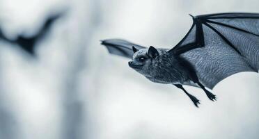 Close-up of a small black bat in mid-flight against a light background photo