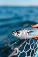 Caught Trout Held Above Water Near a Fishing Net on a Sunny Day photo