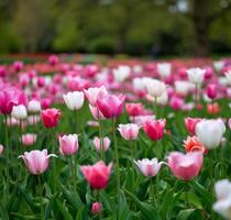 Vibrant Tulip Field in Springtime Bloom at a Scenic Garden photo