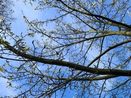 tree branches with white magnolia flowers against blue sky photo