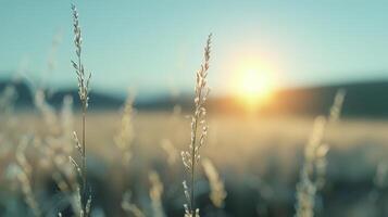 Golden Sunrise Over Grassy Field at Dawn photo