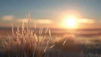 Golden Sunrise Over Grassy Field at Dawn photo