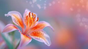 Delicate Pink Flower Blooming Against a Soft Bokeh Background in Spring photo