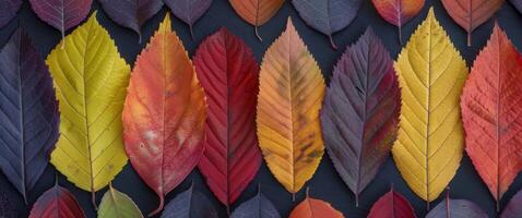 Colorful Autumn Leaves Displayed on a Dark Wooden Surface photo