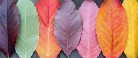 Colorful Leaves Arranged in Gradient Display During Autumn photo