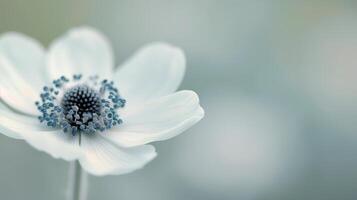Close-Up of Delicate White Flower With Black and Blue Center on Soft Background photo