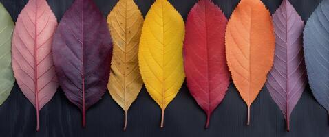 Colorful Autumn Leaves Displayed on a Dark Wooden Surface photo