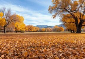 Golden Autumn Leaves Against a Sunset in the Park photo