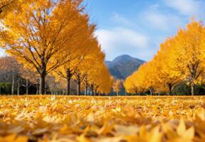 Golden Autumn Leaves Against a Sunset in the Park photo