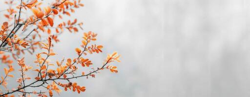 Vibrant Autumn Leaves on Bare Branch Against Soft Background photo