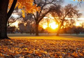 Golden Autumn Leaves Against a Sunset in the Park photo