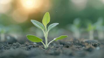 Young Green Sprout Emerging From Dark Soil in Early Morning Light photo