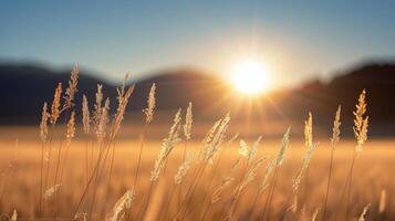 Golden Sunrise Over Grassy Field at Dawn photo