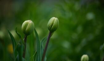 Unblown tulip buds among green grass on a spring day photo