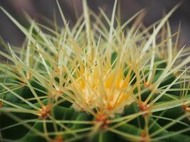 Close-up photo of a yellow-green golden barrel cactus with sharp, sharp thorns.