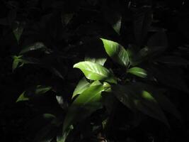 The light shines brightly on the leaves in one place on the dark side..Sunlight shining in the center of a green plant growing on the forest floor.Autumn Leaf Sunshine And Shadow photo