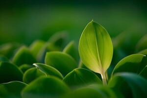a close up of a green leaf in a field photo