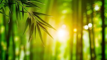 bamboo tree with sunlight shining through it photo