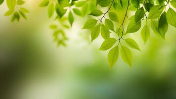 green leaves on a tree branch with a blurred background photo