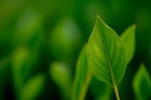 a close up of a green leaf in a field photo