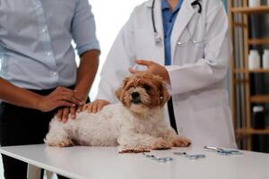 Veterinary doctor and assistant working together examining dog on table in veterinary clinic Pet health care and medical concept. Close-up. photo