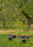Red apples in a bucket under an apple tree in the garden. Harvest. photo