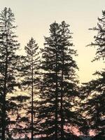 Colors of the dusk photo