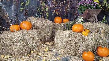 Víspera de Todos los Santos antecedentes con naranja calabazas en pajar en un antiguo edificio con telarañas otoño imagen video
