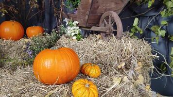 Halloween background with orange pumpkins on haystacks in an old building with cobwebs. Autumn picture video