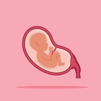 fetus baby in the womb. illustration of child development in the uterus. suitable for poster use and web icons vector