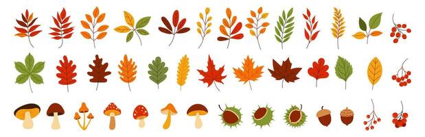 A collection of autumn leaves and mushrooms. The mushrooms are scattered throughout the image, with some in the foreground and others in the background. The leaves are of various sizes and shapes vector