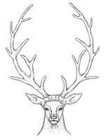 Sketch of Beautiful Deer vector