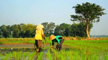 2 farmers are planting rice in the traditional way without using machines and wearing traditional hats made from woven bamboo in the morning video