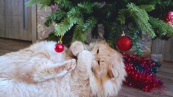A funny fluffy red cat plays with a red ball on a Christmas tree. Cat bites fir branches. video