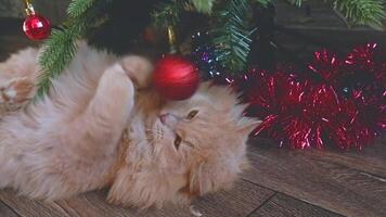 A funny fluffy red cat plays with a red ball on a Christmas tree. Cat bites fir branches. video
